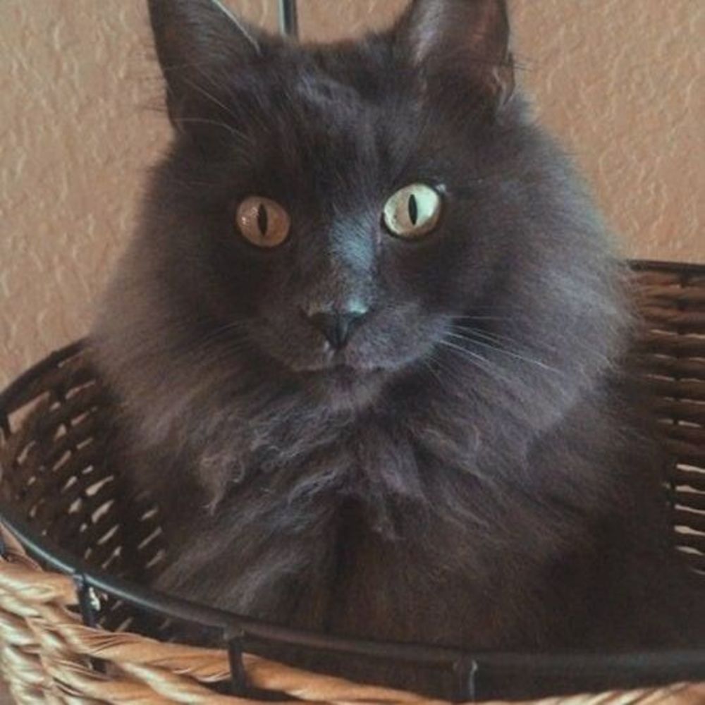 Meet your Posher, Becky